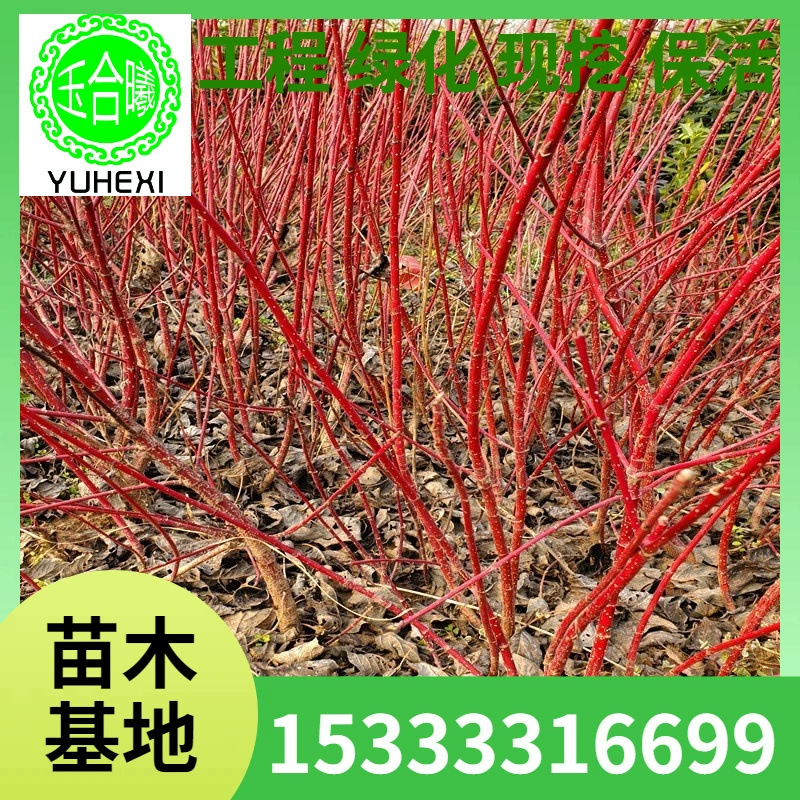 Большой запас декоративных красных кустарников Ляонин, кустарников «Огонь славы» и садовых растений для общественного озеленения.