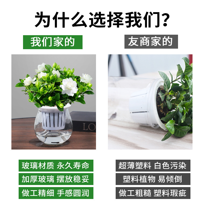 Green Luo Zongzi Fortune Tree Changchun Vine Bamboo indoor…