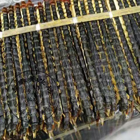 Centipede Powder Wu Gong 蜈蚣 Fine Ground Dried Herb Powder for Traditional Wine Infusion 500g key features