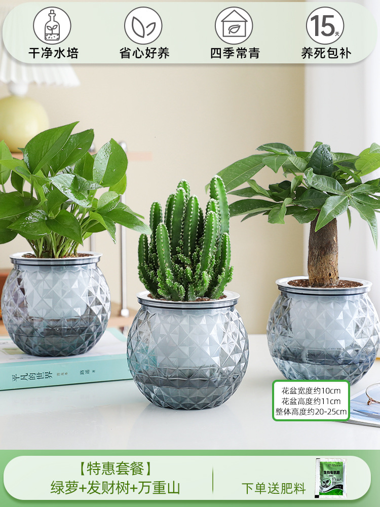 [특가 패키지] 포토스 + 머니트리 + 완중산