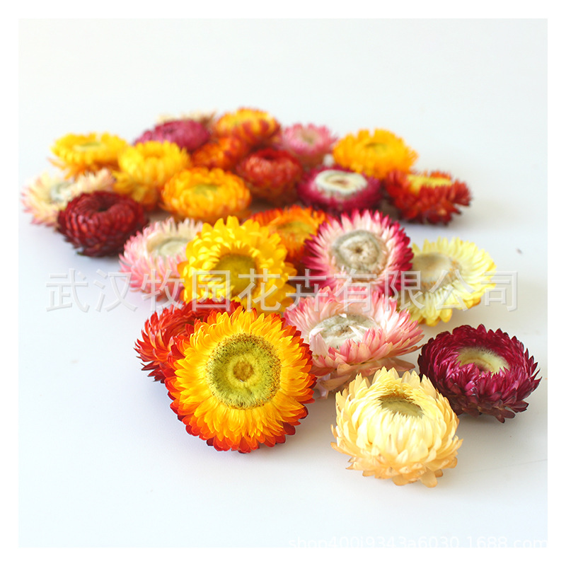 云南麦杆菊干花头批发七彩菊花头小雏菊diy团扇相框手工花材
