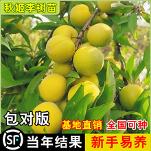 秋姬李子树苗 南北方阳台盆栽庭院地栽脱骨 特大嫁接果树当年结果