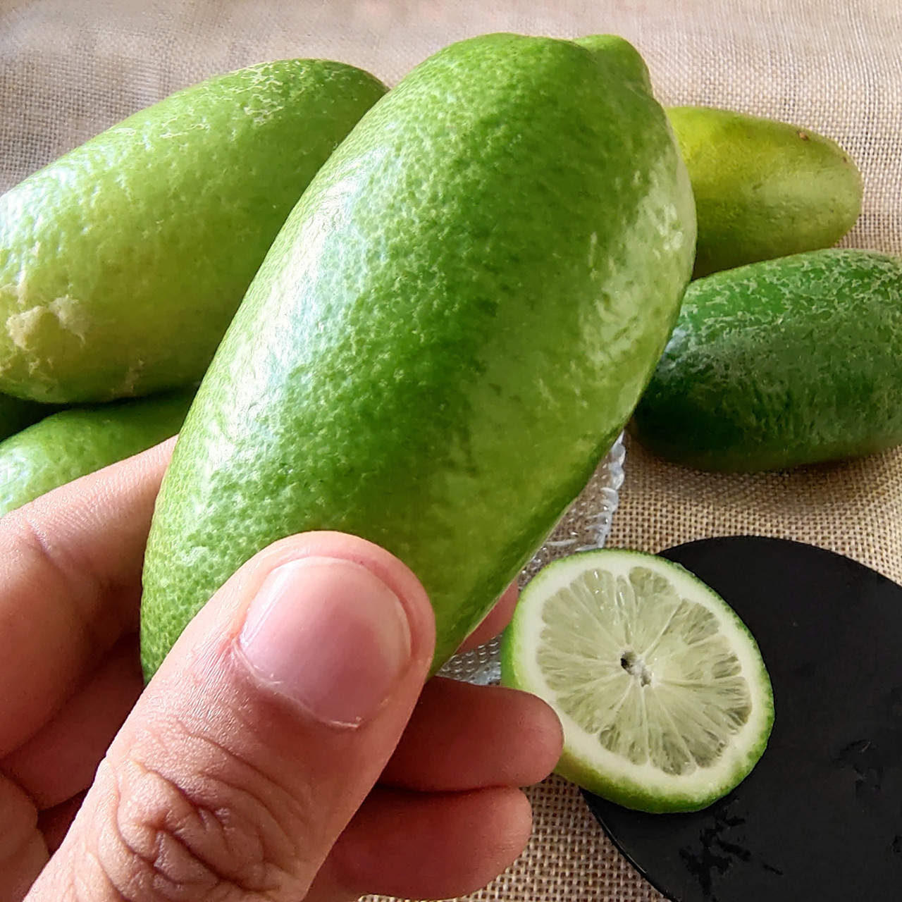 0b7767194ce19cf315a4272091e9b7