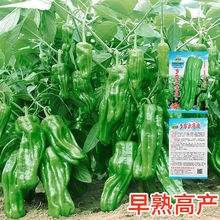 早熟薄皮辣椒种子四季播蔬菜种籽孑庭院大田阳台可盆栽皱皮辣椒籽