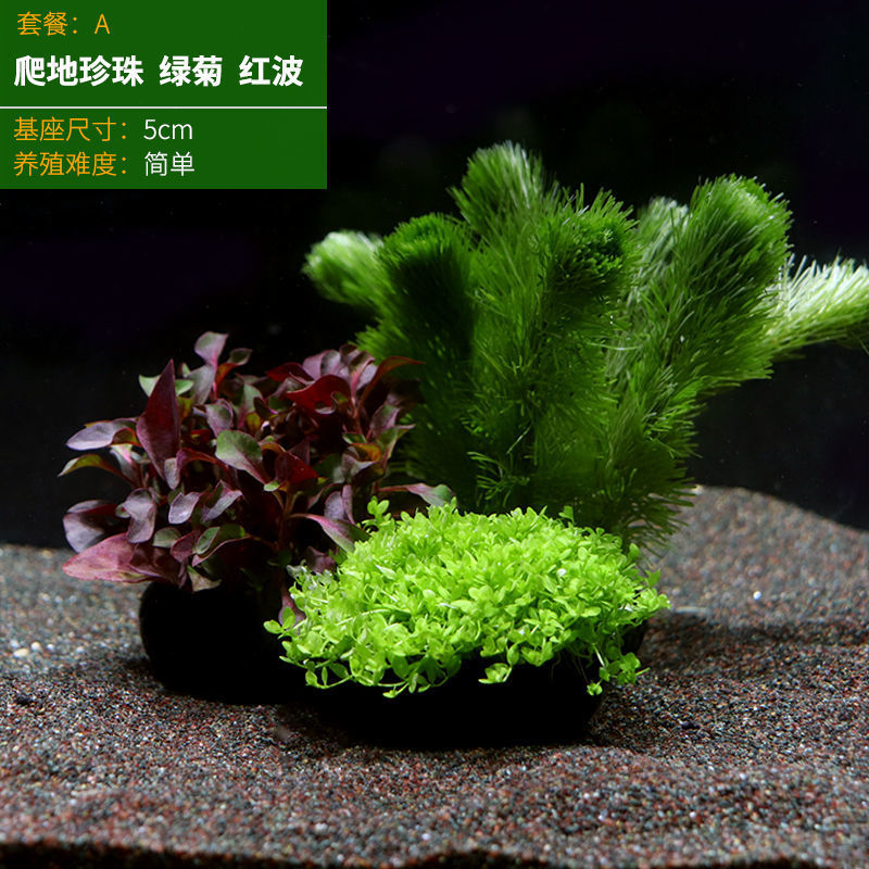 鱼缸养鱼水草真草增氧净化水坨草阴性红色植物造景套餐新手入门级