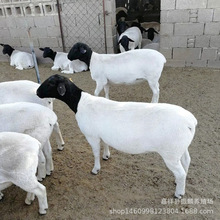 去哪里能买到黑头杜泊绵羊羊羔 二胎小尾寒羊带崽母羊出售种公羊