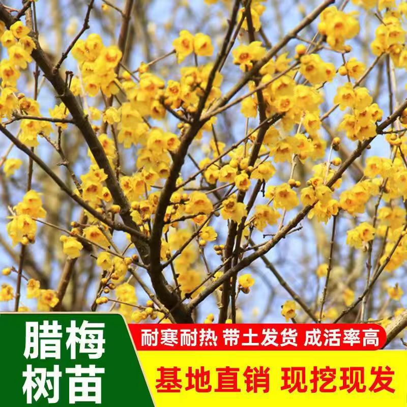 Plum Saplings Native Wintersweet Courtyard Greening Winter Blooming Fragrant Flower Plain Wintersweet Flower Cold-Resistant Ground Planting