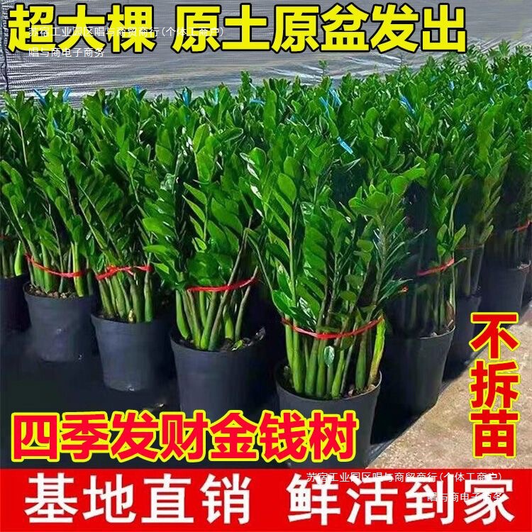 Indoor Plant Money String All Year Round Evergreen Money Tree Potted Money Tree Large Green Plant Living Room Bonsai