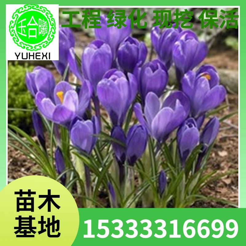 Оптовые поставки цветов в луковицах: крокусы, шафранные луковицы, крупные цветочные луковицы в одном году, скидки на морозостойкие цветы и горшечные растения.