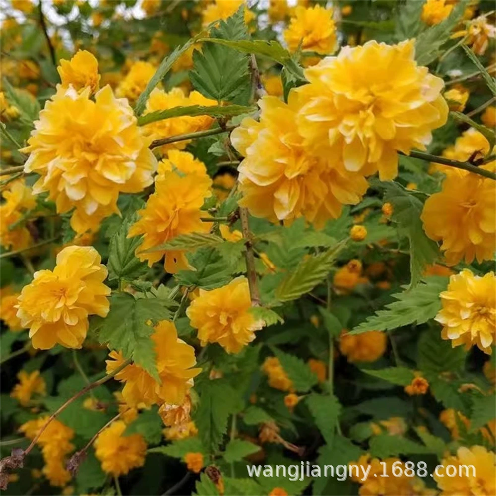 Вьющиеся виноградные лозы Рассада Ди Тан Красивая рассада цветов с двойным Ди Тан-морозостойкая зима может быть в горшке и посажен на балконе