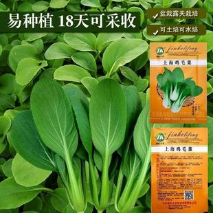 Chinese Cabbage Seeds, Four-Season Cabbage, Green Rapeseed, Shanghai Green 18-Day Balcony Potted Vegetables