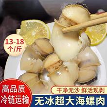 超大海螺肉海螺头深海海螺肉去壳去脏捞汁海鲜自助餐海鲜食材批发