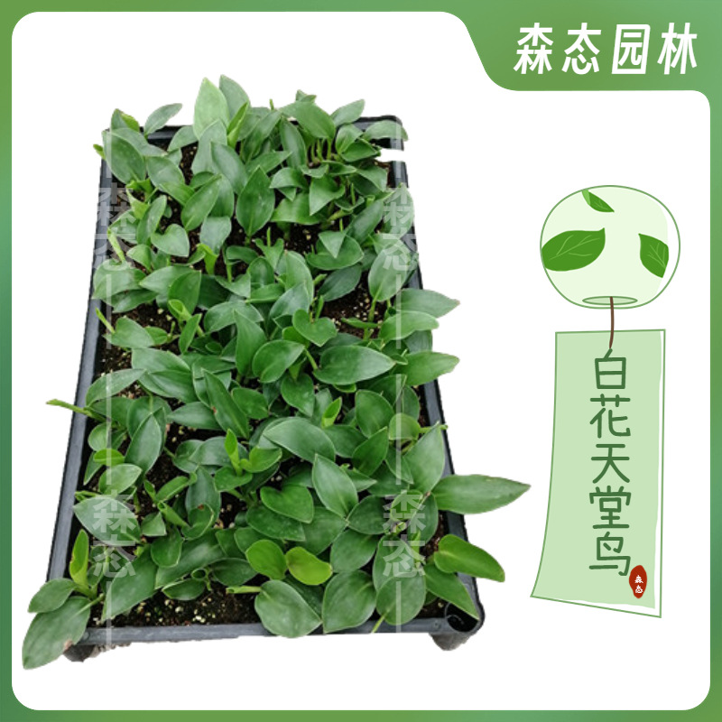 白花天堂鸟苗盆栽花卉室内常绿开花植物鹤望兰种苗苗木盆景