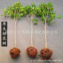 黄金桂花树苗嫁接八月桂花盆栽金球桂室内丹桂植物浓香型庭院地载