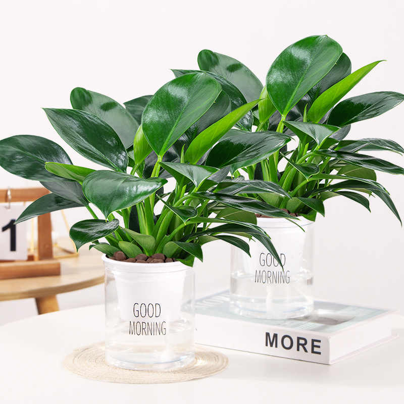 [화분 2개 특가] 골든다이아몬드 25cm 3그루(굿모닝 화분) + 영양액