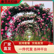 һ�����l�����Nޱ���N�����ļ����N�_���¼�����ֲ�ﻨ������ͥԺ