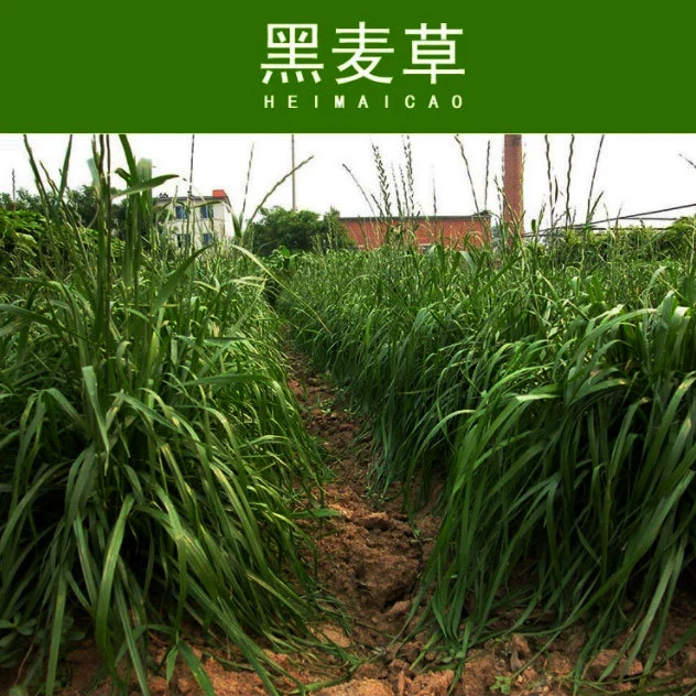 Фабрика Многолетний Райграс Кормовая Трава Озеленение Газон Трава Свинья Крупный Рогатый Скот Овцы Курица Утка Кролик Животноводство Трава Семян Высокоурожайное Животноводство