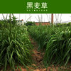 Manufactor For many years Ryegrass Pasture green Lawn Grass pig Sheep Livestock Grass High yield