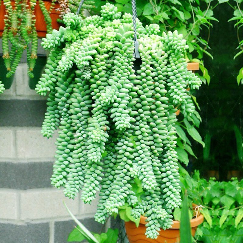 Jade pendant fleshy pendant orchid new jade embellishment oversized hanging fleshy plants easy to burst pots to purify air fleshy flowers