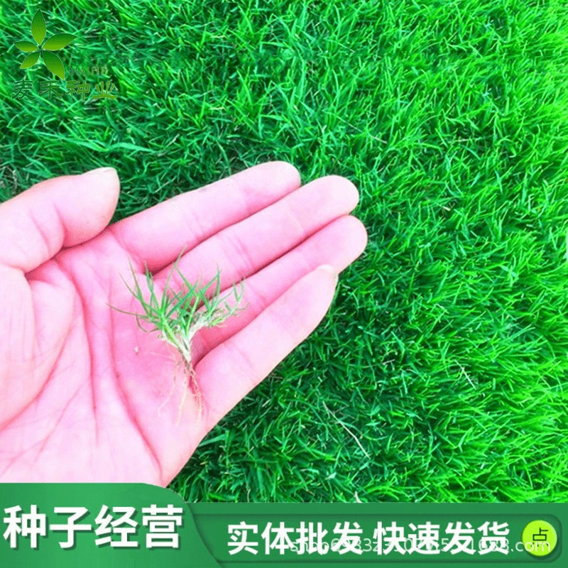 Семена газона Райграсс Озеленение Бермудские острова Защита склонов Дерновина Семена Высокие Семена овсяницы Сад