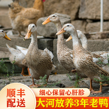 老鸭土鸭 3年老鸭子农家散养土鸭子麻鸭新鲜鸭子肉活体现杀老水鸭