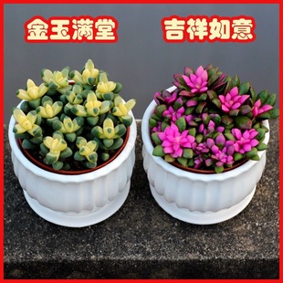 Jinyu Mantang Auspicious Ruyi Succulent Plants Are Placed Indoors in Potted Green Plants and Florals, Which Are Good for New Year's Eve Florals and High-End