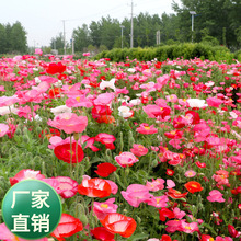 冰岛虞美人种子耐寒耐阴春秋播花种子景观花海四季种易活开花不断