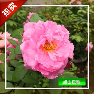 Northeastern Jilin, Heilongjiang, Liaoning, Cold-Resistant and Frost-Resistant Flower Seedlings, Cold-Resistant Rose Flowers, Red Multi-Flowered Large Flowers
