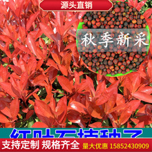 包邮鸀化彩叶种子 红叶石楠种子 红罗宾 石楠球 高杆石楠树种子