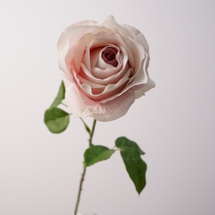 ���滨 ���Q���� �ָб���ҵ���õ���֦ �ٻ��Ӱ��g�Ĕz�b�