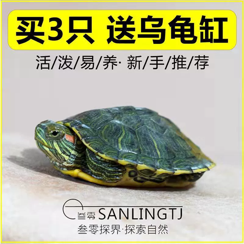Черепаха Живые Большой Бразильский Черепаха Живое Домашнее Животное Черепаха Зеленый Маленький Цвет Черепаха Жить Красный Ухо Черепаха