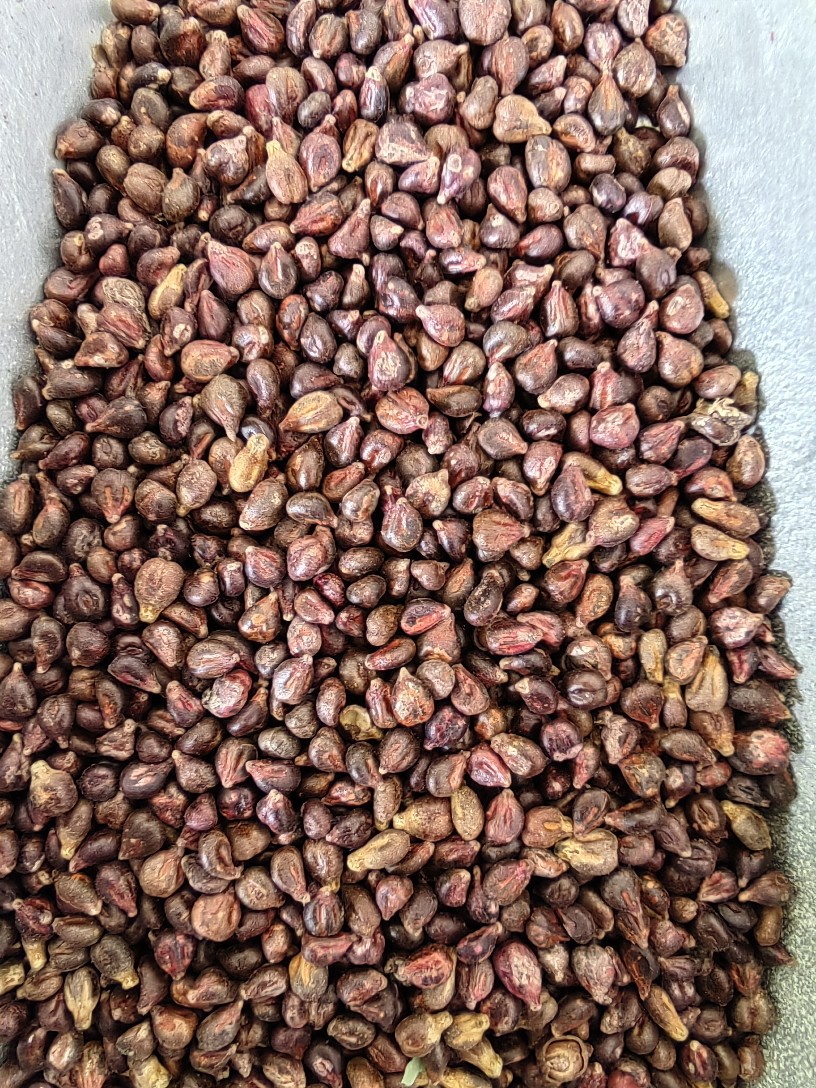 Grape Seed Powder (Vitis vinifera) — Food-Herb Botanical Powder, 500g key features