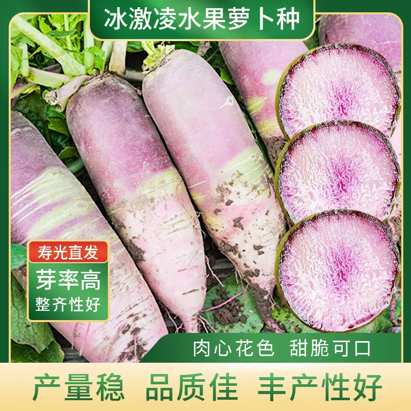 冰激凌脆甜水果萝卜种子脆甜水果种籽四季春秋季萝卜种农家蔬菜孑