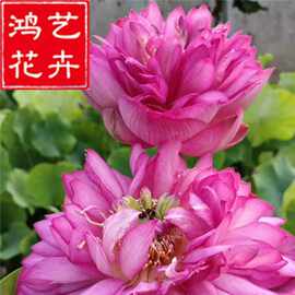 莲藕种根水生植物 荷花种藕碗莲大睡莲 盆栽荷花莲花种苗当年开花