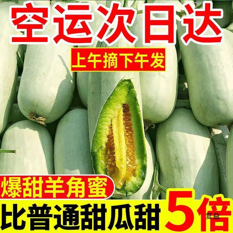 First harvest horn melon Shandong fresh seasonal pregnant women fruit melon whole box crispy sweet horn melon