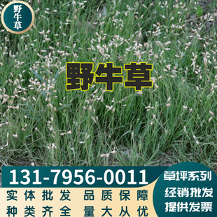 Factory Wholesale Lawn Species, Bison Grass Species, Warm-Season Lawn Greening Slope Protection Grass Species, Complete Varieties, Large Quantities and Favorable Terms