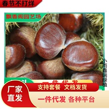 2024�����̩ɽ������ �؏�0.8����ë����������� ��ɽ�N������