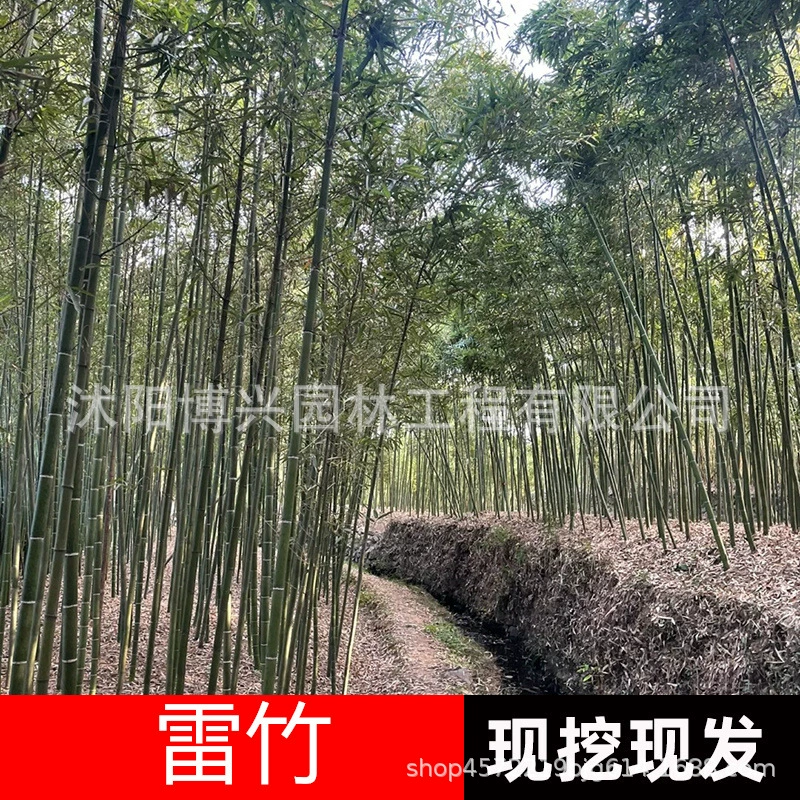 Оптовые продажи бамбуковых саженцев для живописных мест, цветных кустарников, саженцев зелени, вечнозеленых бамбуковых саженцев для двора, засухоустойчивого садового бамбука.