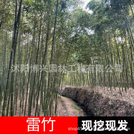 雷竹苗批发景区色块绿篱绿化苗木四季常青庭院种植竹子苗旱园竹