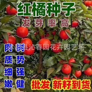 ���l���Խ������ӷN�� ���٘�N�� ɰ���� ���ʷN����ľ����