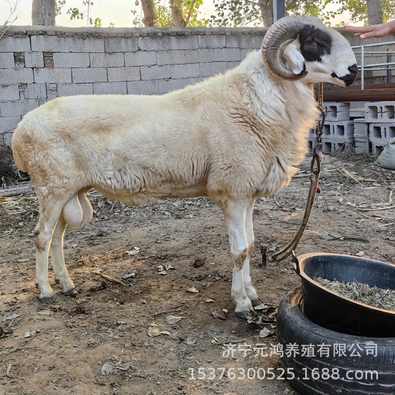 75729517A638C0B15B1B8CB2AC8CB3