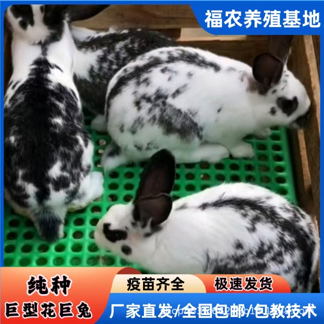 巨型花巨兔活体成年黑白花巨兔