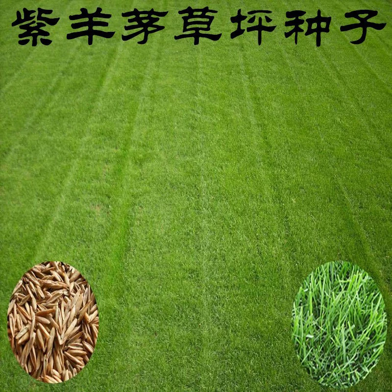 Фиолетовый овсяница Семена газона Защита склонов Озеленение Морозостойкие Trample-упорные Двор Подрост Декоративные семена газона