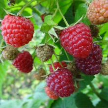 红树莓种子 黑树莓种子 茅霉种子 树莓种子 营养丰富 高出芽率