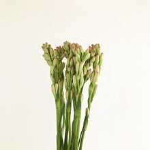 月下香 月下香品牌 图片 价格 月下香批发 阿里巴巴