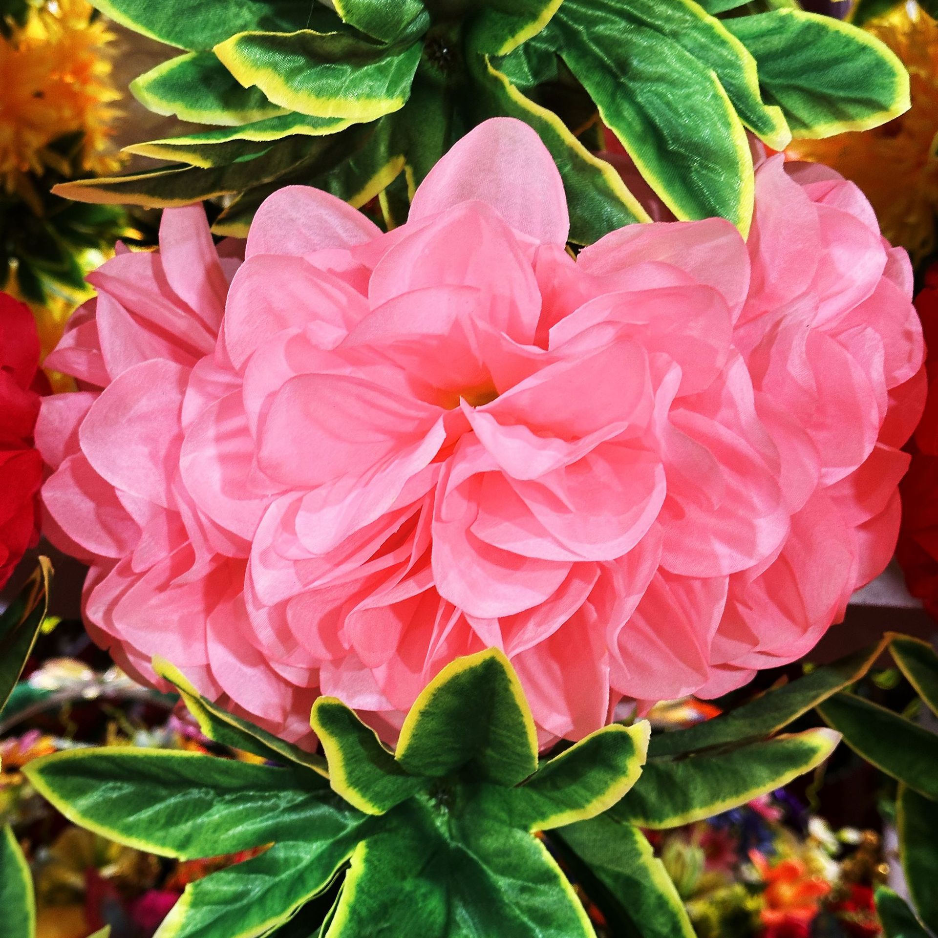 Light pink (10 heads, 2.5 meters)
