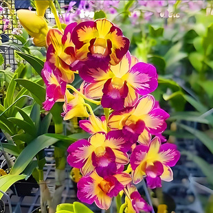 Large Seedling Thai Splash Ink Autumn Dendrobium Large Flower Strong Fragrance Original Cup Orchid Potted Plant Base Direct Delivery Without Flower Buds