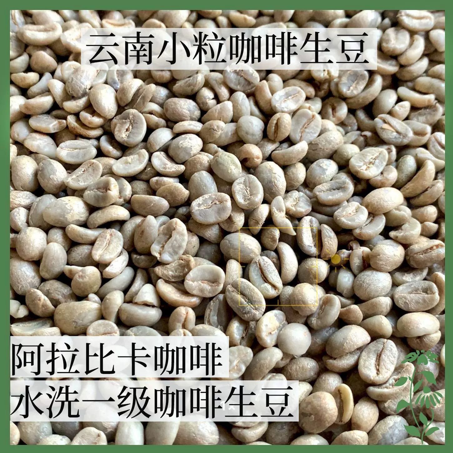 云南AA级卡蒂姆咖啡生豆水洗阿拉比卡一级生豆60kg袋生豆商用批发