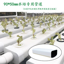 Hydroponic Full Shade Leafy Vegetable Soilless Culture