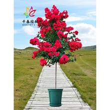 红花紫薇树苗美国红火箭盆栽庭院耐寒绿化风景大树造型丛生紫薇苗
